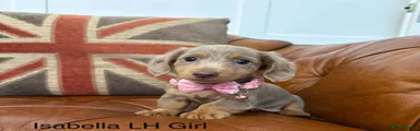Miniature Dachshund 2