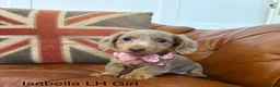 Miniature Dachshund dogs for sale: Elite Miniature Dachshund Litter in Torquay - Advert 3