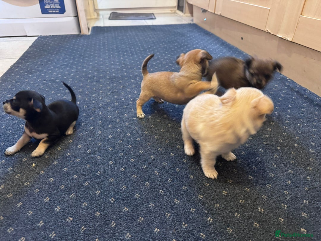 Chihuahua dogs for sale: Chihuahua Puppies For Sale - Advert 4