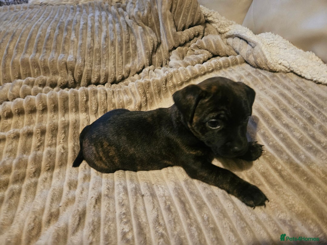 Mixed Breed dogs for sale: Staffy cross jacksui - Advert 29