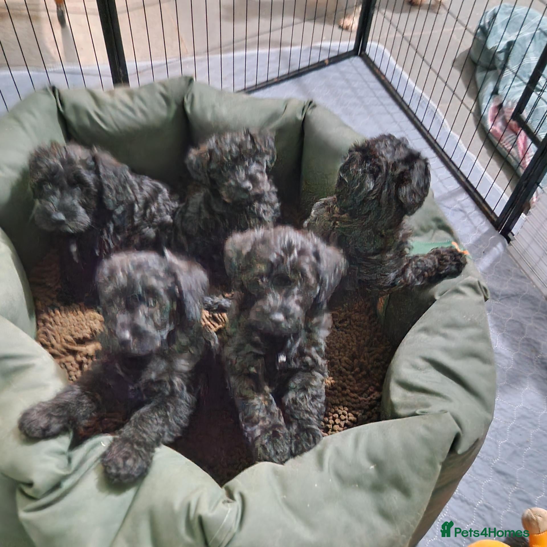 Schnoodle dogs Schnoodles  - Advert 6