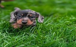 Miniature Dachshund dogs for sale: KC registered miniature dachshund puppies - Image 1