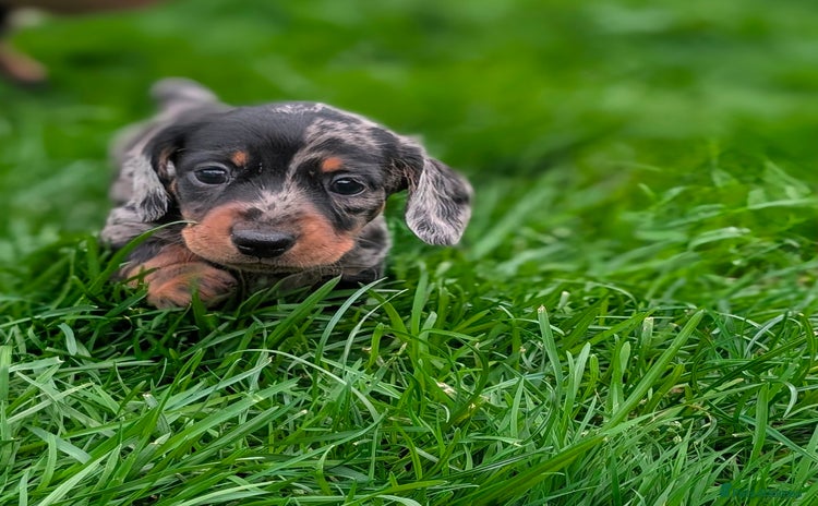 Miniature Dachshund dogs - Advert 5
