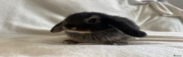 Mini Lop rabbits for sale: Mini Lops Ready to Leave Now - Advert 9