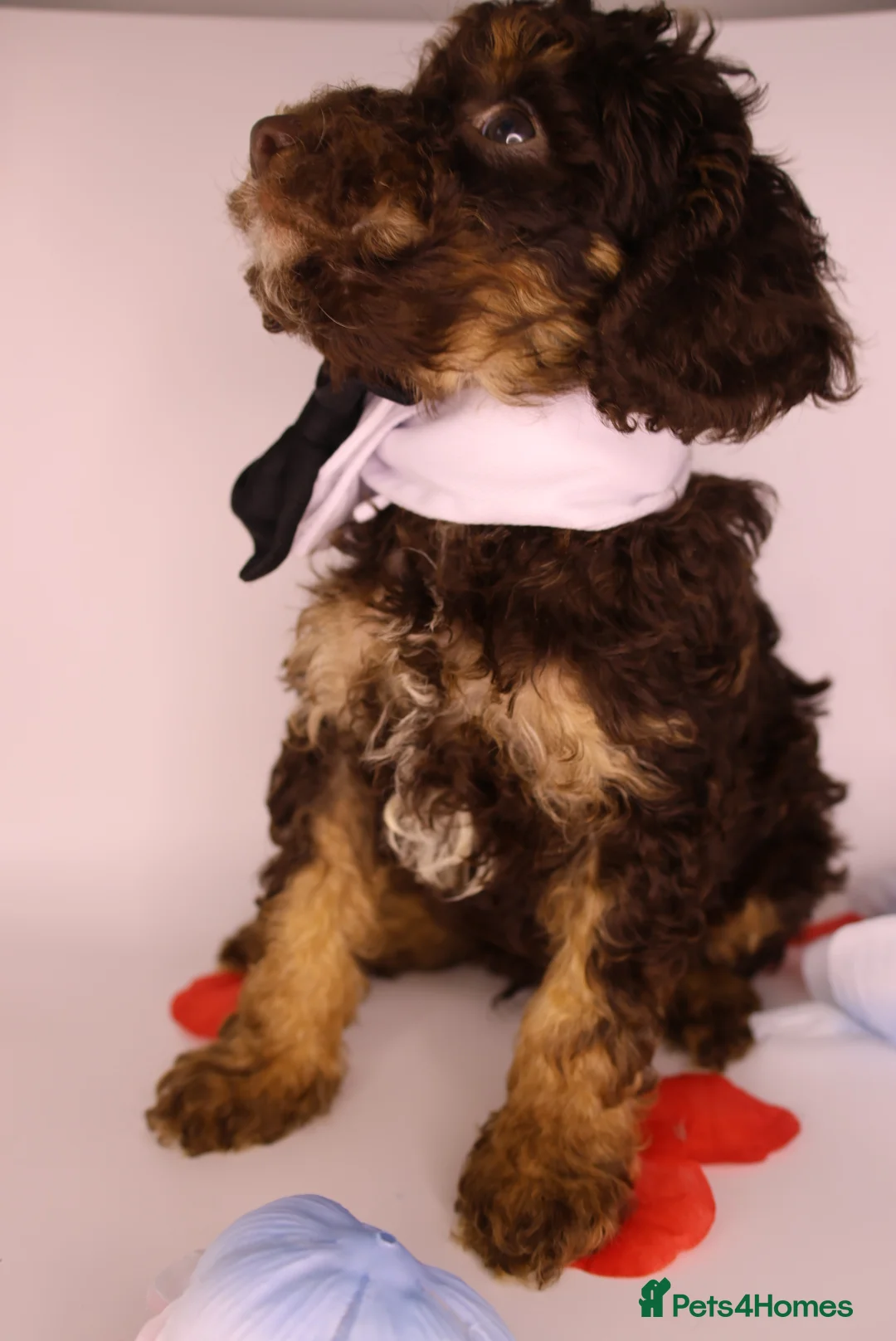 Cockapoo dogs for sale: Cute Miniature Cockapoo Babies - Advert 34