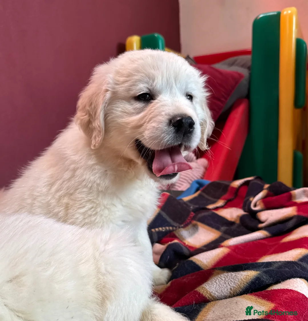 Golden Retriever dogs for sale: Seriously chunky & Fluffy babies - Advert 1