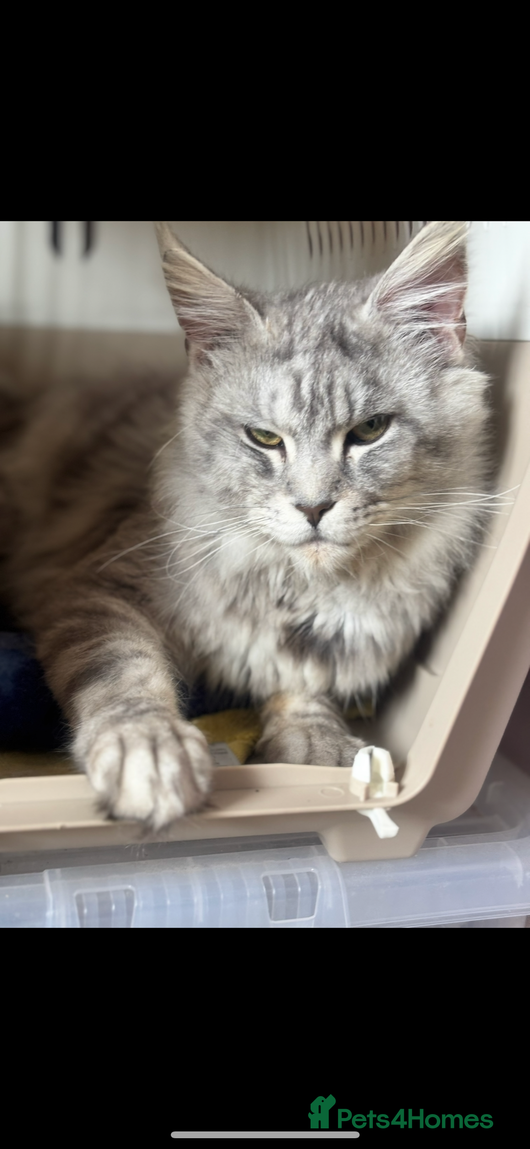 Maine Coon cats for sale: TICA Active Male Maine Coon available  - Advert 2