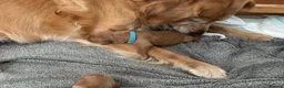 Golden Retriever dogs for sale: One Gorgeous Working Golden Retriever Puppy  in Wellington - Advert 2