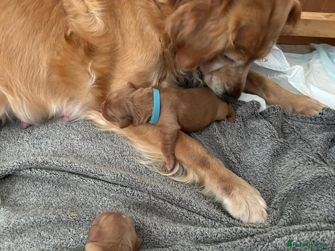 Golden Retriever dogs for sale: One Gorgeous Working Golden Retriever Puppy  in Wellington - Advert 2