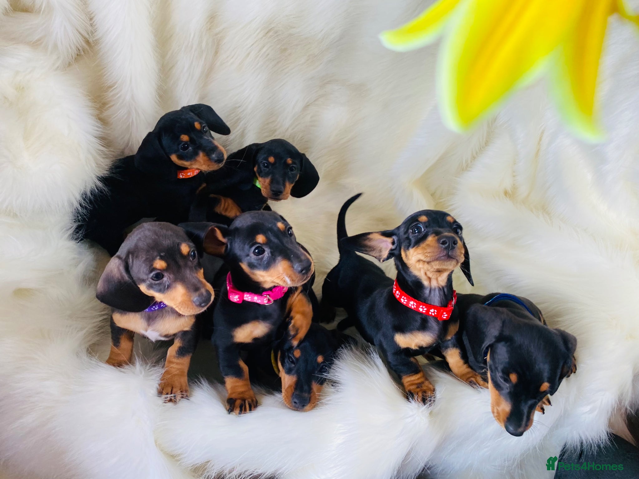 Miniature Dachshund dogs for sale: STUNNING Miniature Dachshund Puppies!!! - Advert 1