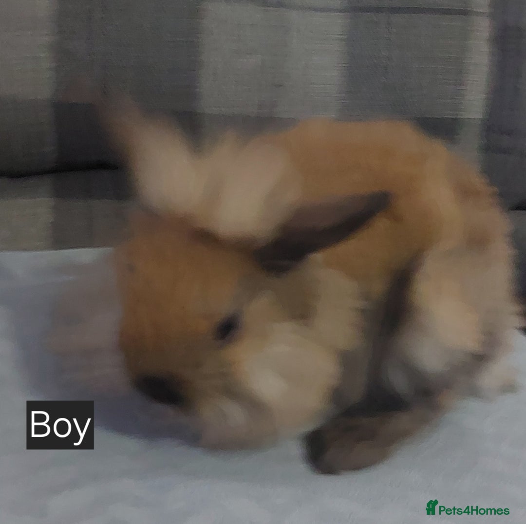 Lionhead rabbits for sale: Lionshead x - Image 6