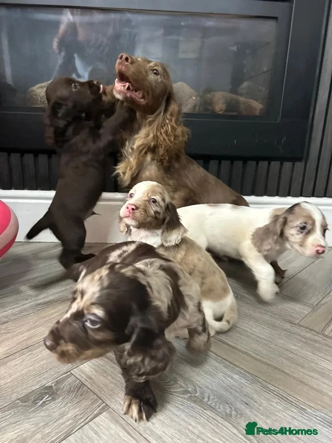 Cocker Spaniel dogs for sale: 1 male cocker spaniel in Burton-on-Trent - Advert 4