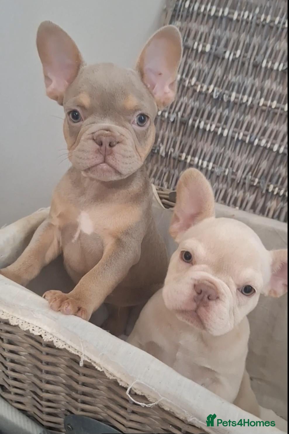 French Bulldog dogs Beautiful quality pups ready to leave - Advert 6