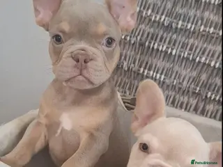 French Bulldog dogs Beautiful quality pups ready to leave - Advert 6