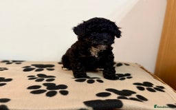 Toy Poodle dogs for sale: Stunning Toy Poodle Puppies For Sale - Advert 6