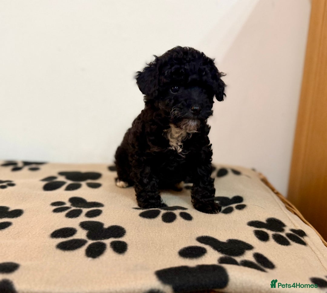 Toy Poodle dogs for sale: Stunning Toy Poodle Puppies For Sale - Advert 6