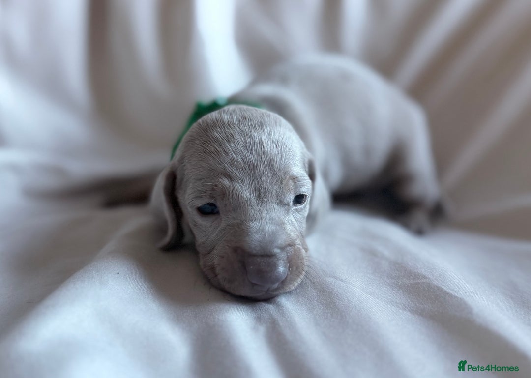 Miniature Dachshund dogs for sale: KC Registered Miniature Dachshunds - Advert 6