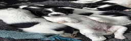 English Springer Spaniel dogs for sale: Springer spaniel puppies in St Andrews - Advert 6
