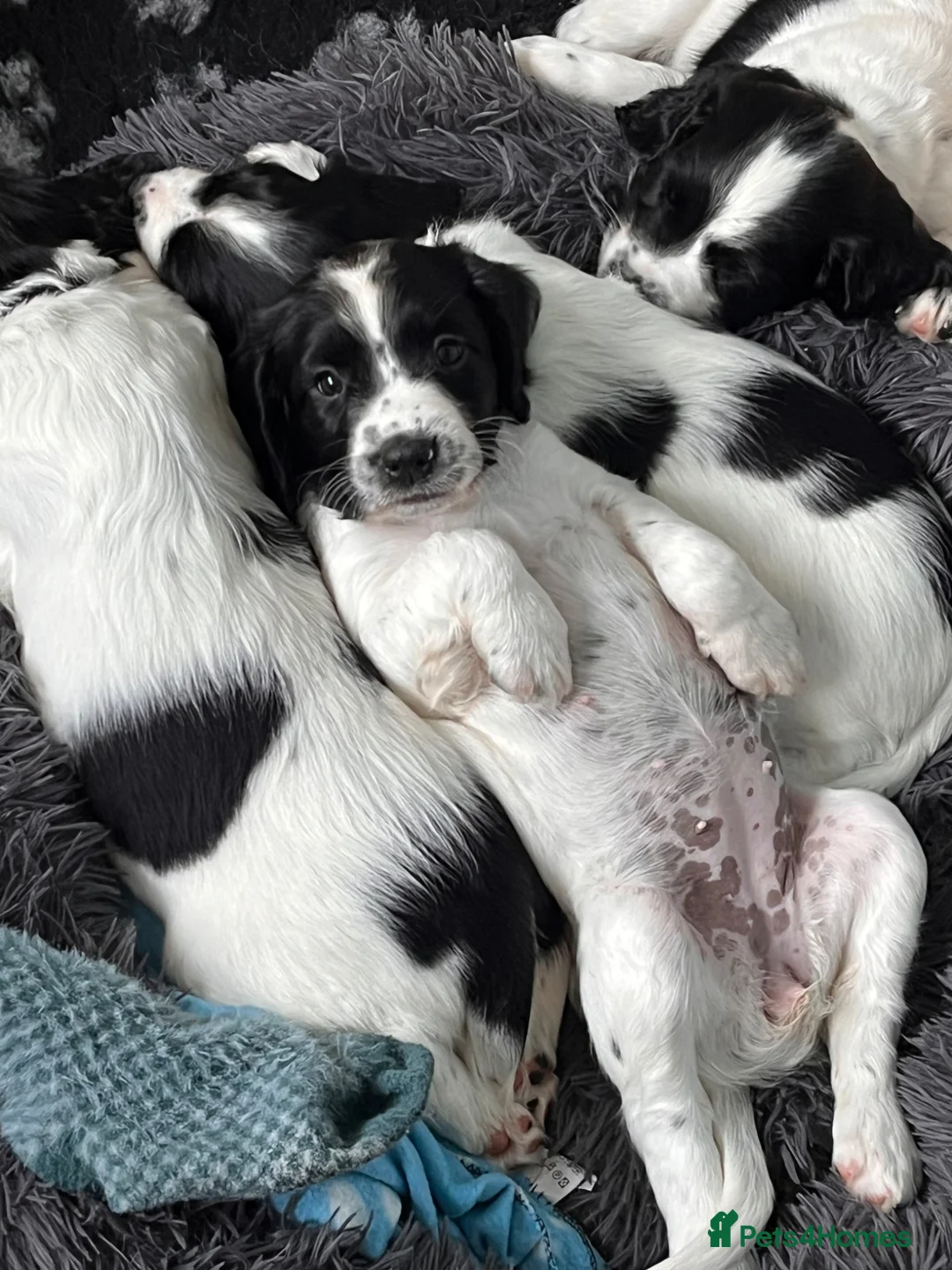 English Springer Spaniel dogs for sale: Springer spaniel puppies in St Andrews - Advert 6