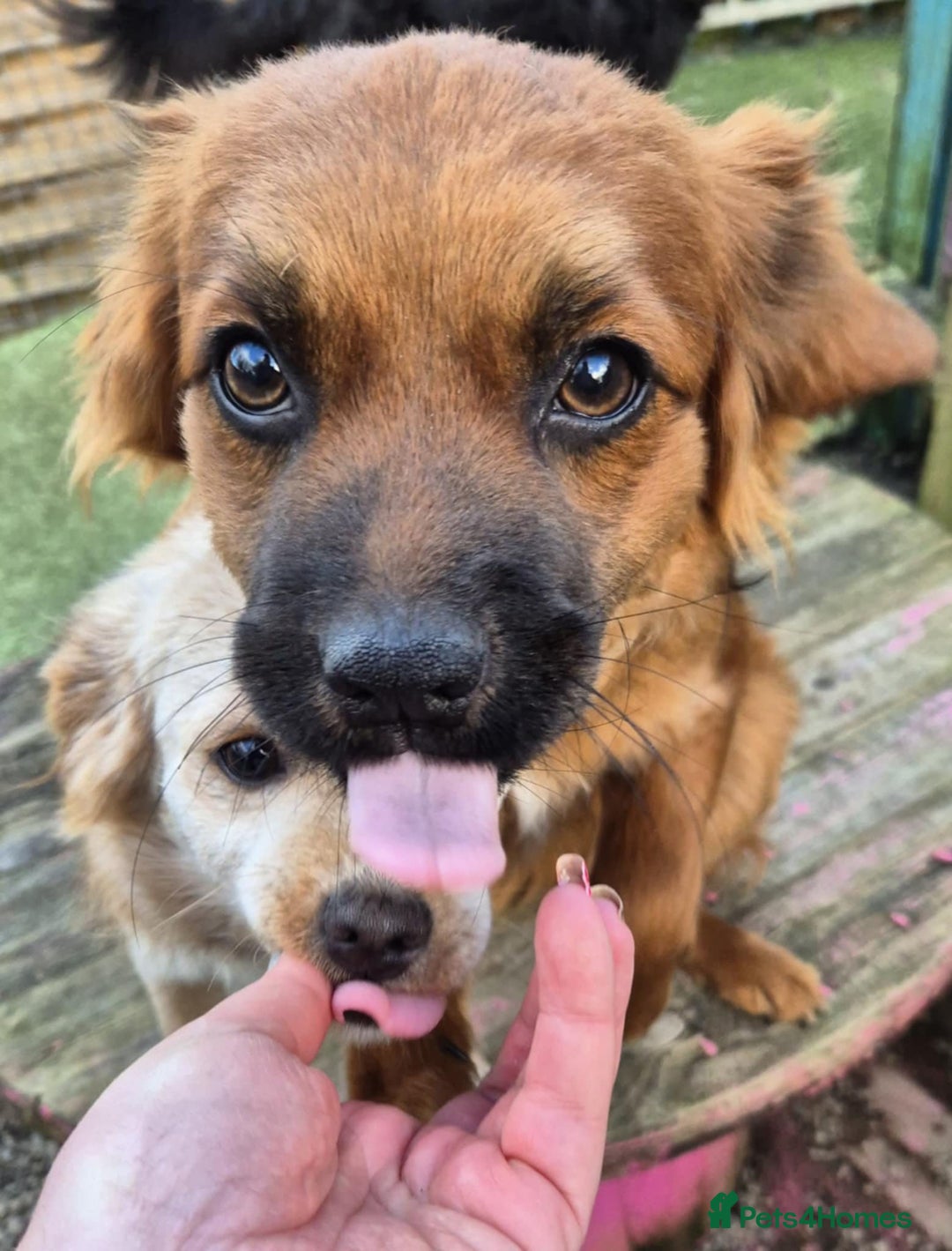 Mixed Breed dogs for adoption: Robin - In Ayr Looking for a home  - Advert 5