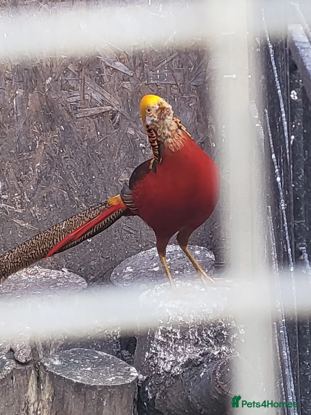 Mixed Breed birds for sale: Pheasants  - Advert 5