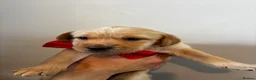 Labrador Retriever dogs for sale: 9 beautiful Labrador puppies  - Advert 16