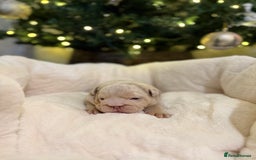 English Bulldog dogs for sale: English Bulldog Puppies Looking for Loving Homes🐶 - Image 12