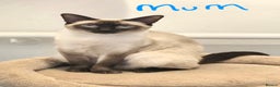 Siamese cats for sale: Beautiful Traditional Siamese Kittens  - Advert 8