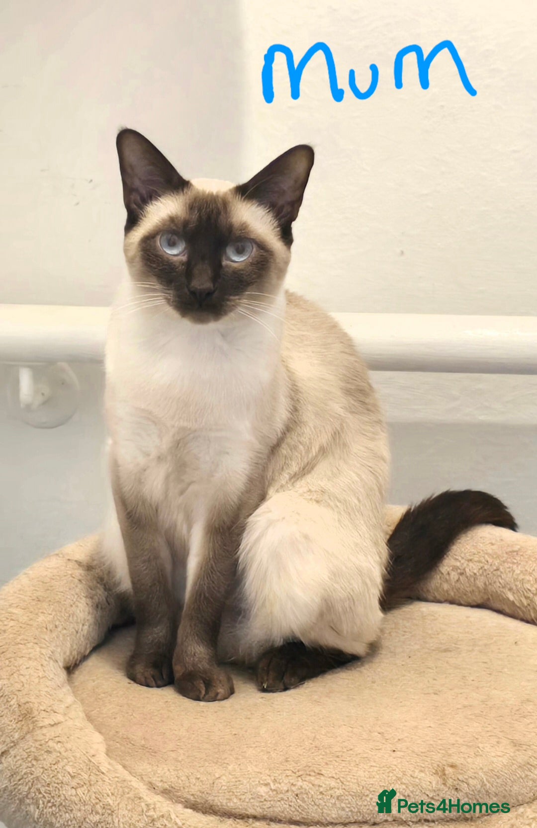 Siamese cats for sale: Beautiful Traditional Siamese Kittens  - Advert 8