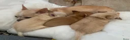 Chihuahua dogs for sale: Playful chihuahua puppies - Advert 10