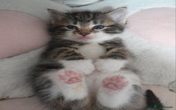 Mixed Breed cats for sale: Playful & cuddly Tabby-Bengal-Mix Kittens £200 - Image 5