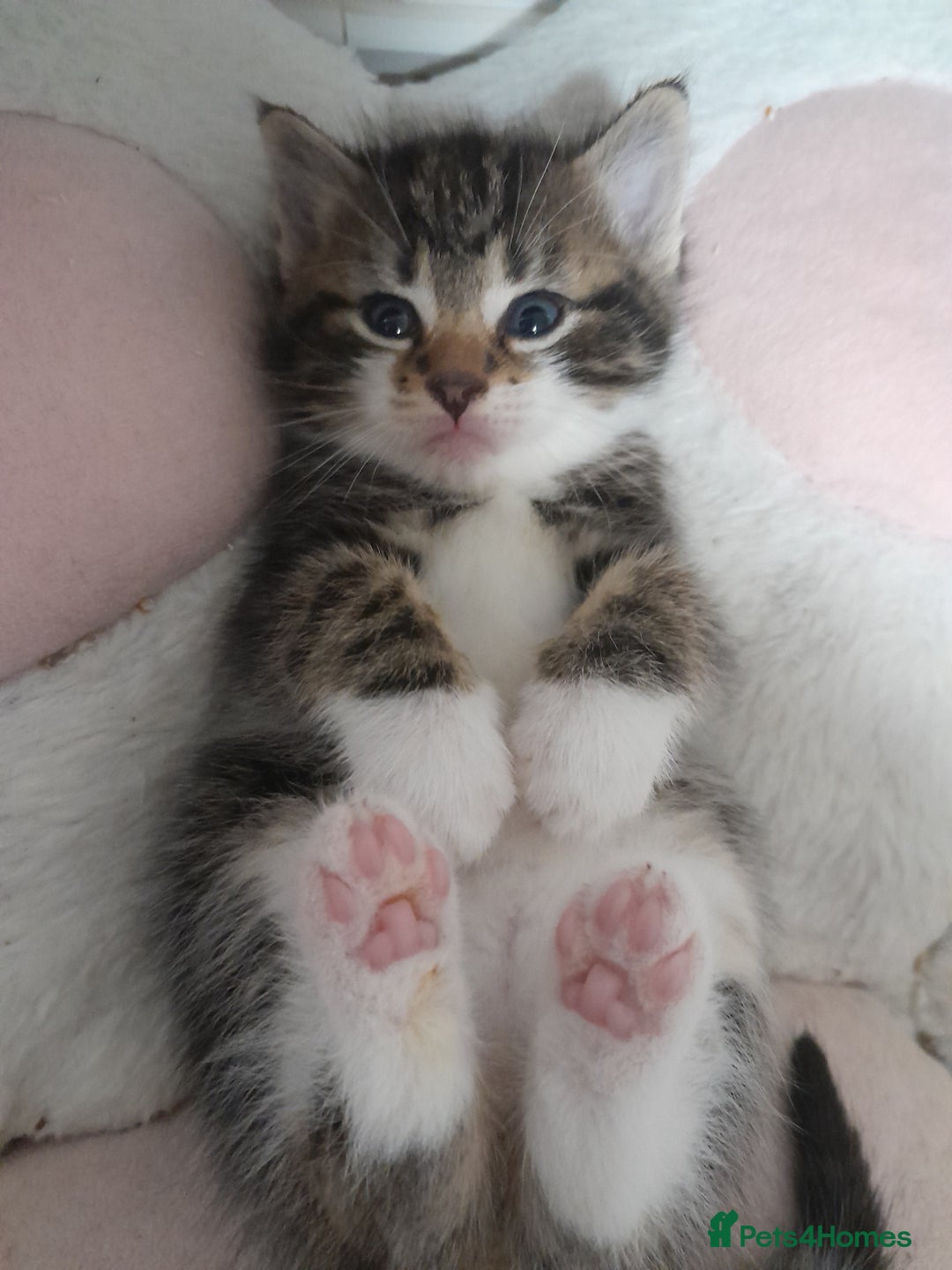 Mixed Breed cats for sale: Playful & cuddly Tabby-Bengal-Mix Kittens £200 - Image 5