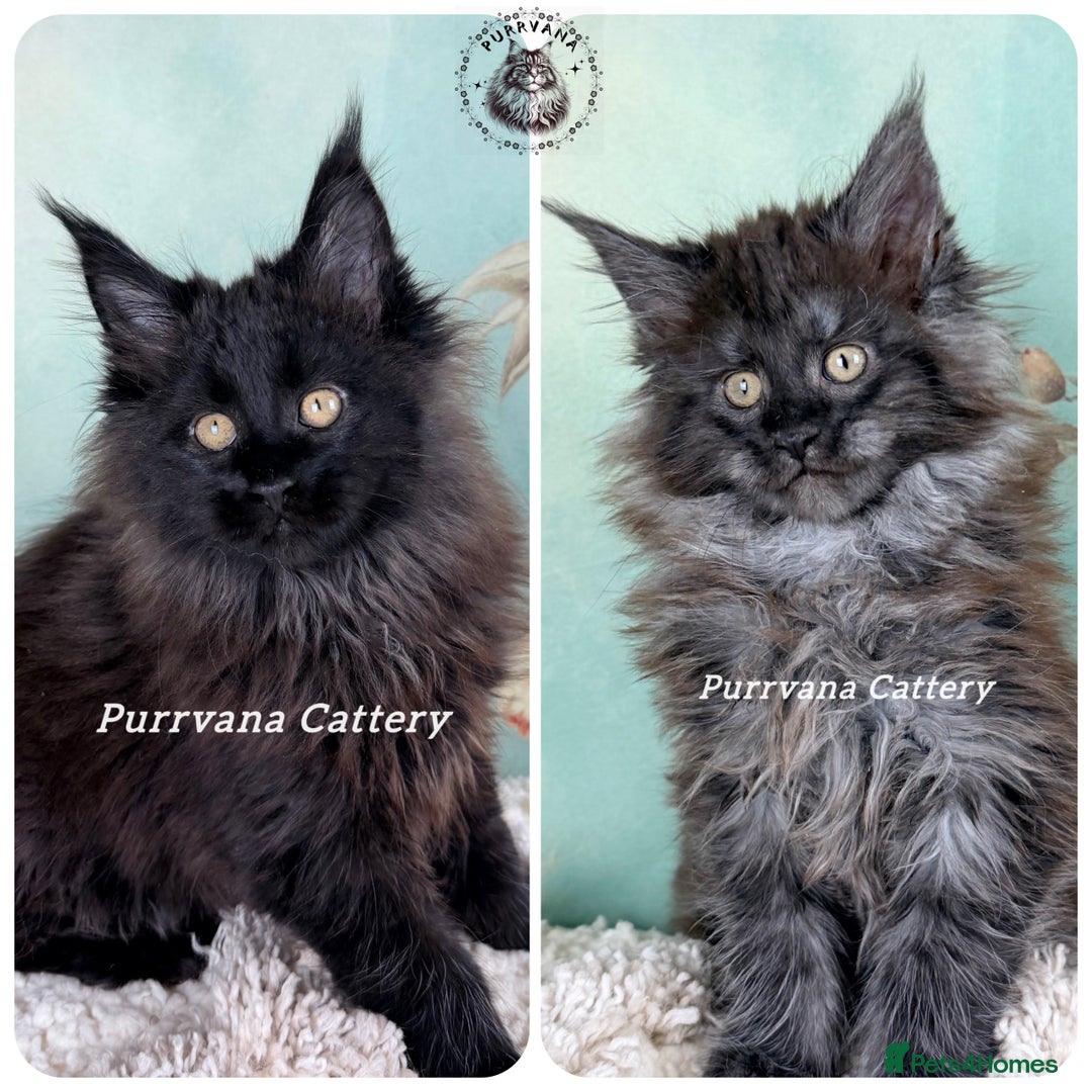 Maine Coon cats for sale: TICA registration Adorable Maine coon kittens - Advert 1