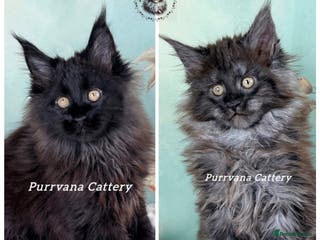 Maine Coon cats TICA registration Adorable Maine coon kittens - Advert 3
