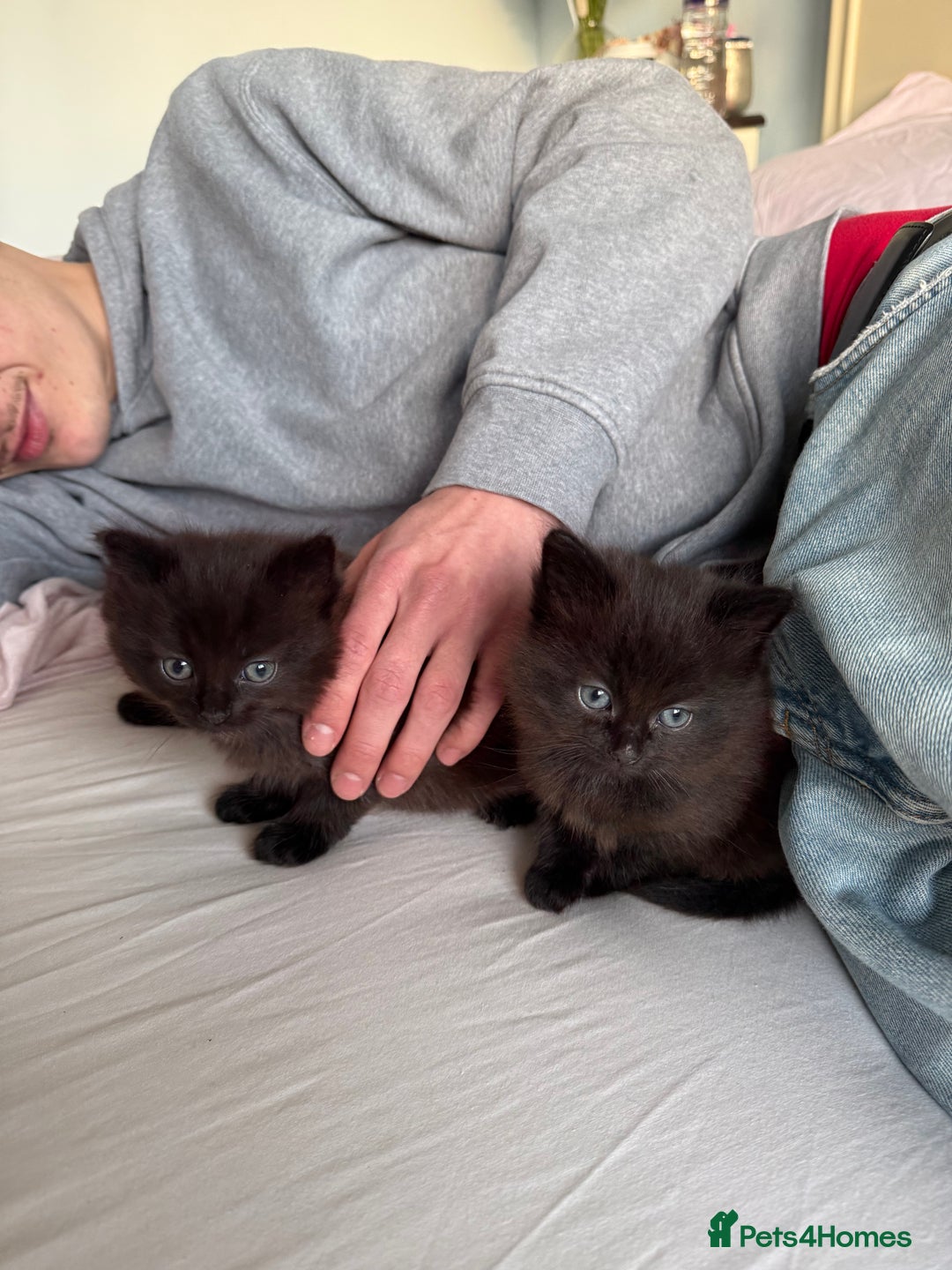 Mixed Breed cats for sale: Brown kittens for sale - Advert 9