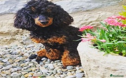 Poochon dogs for sale: Beautiful Poochon Pups Home Bred second litter - Advert 4