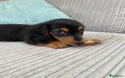 Miniature Dachshund dogs for sale: KC Reg long hair mini dachshunds “Ready now” - Image 6
