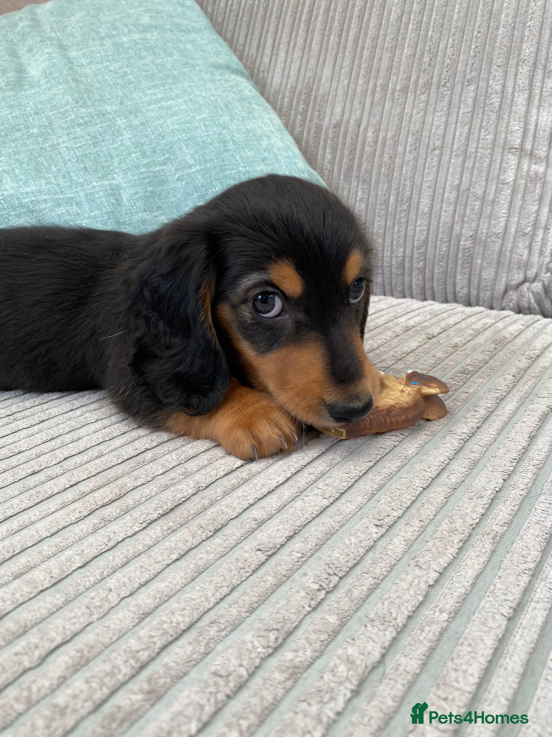 Miniature Dachshund dogs for sale: KC Reg long hair mini dachshunds “Ready now” - Image 6