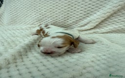 Cocker Spaniel dogs for sale: KC REG Showtype Cocker Spaniel LAST PUP ready 3/8 - Image 12