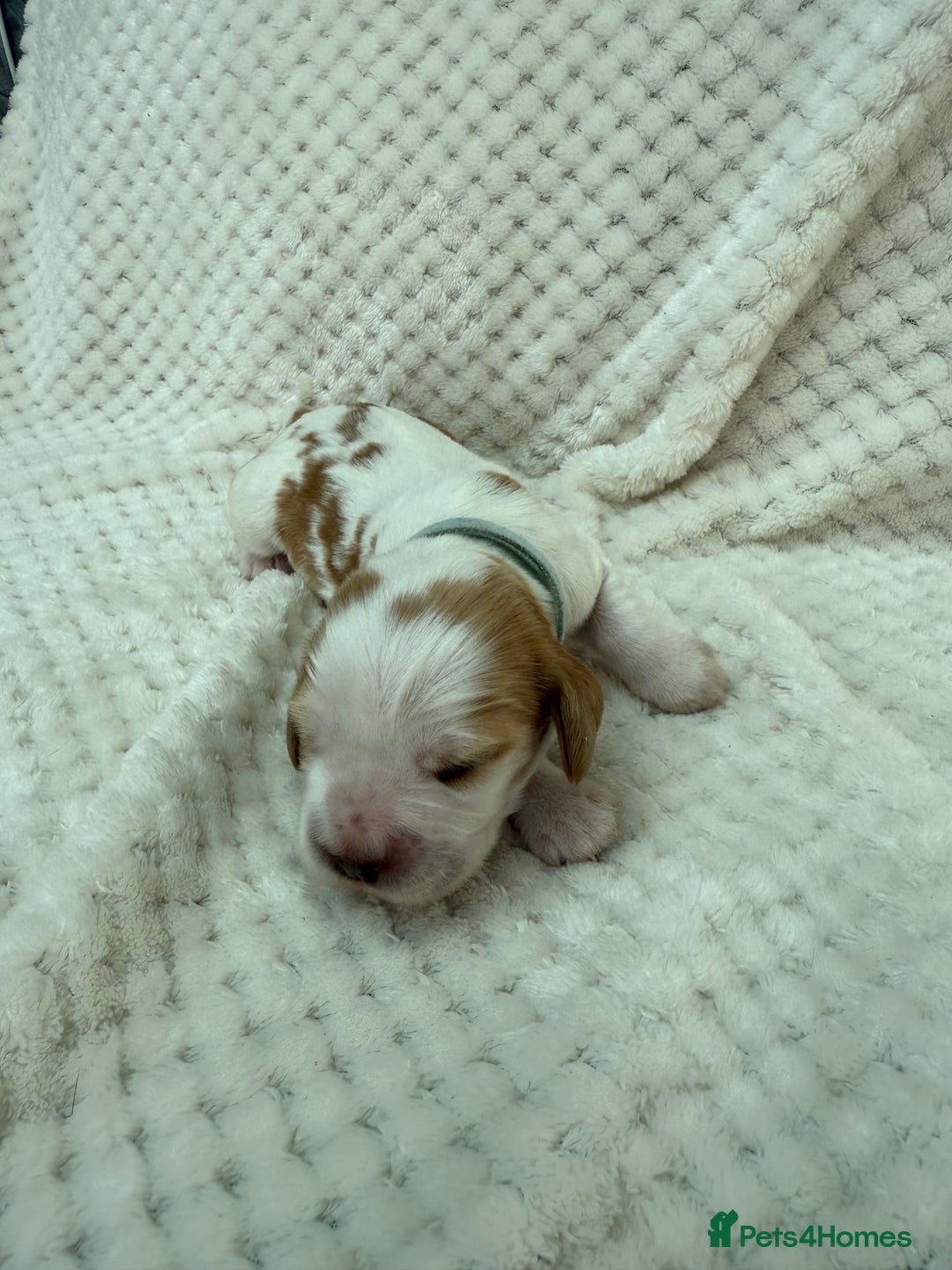 Cocker Spaniel dogs for sale: KC REG Showtype Cocker Spaniel LAST PUP ready 3/8 - Image 12