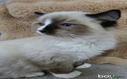 Ragdoll cats for sale: 3 ragdoll kittens  - Image 5