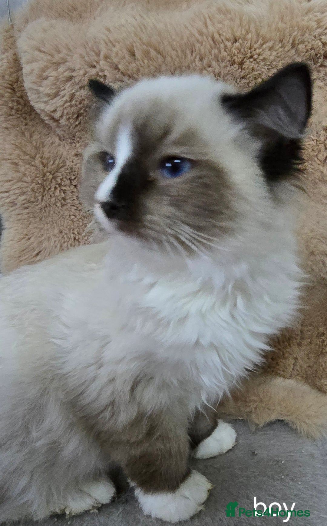 Ragdoll cats for sale: 3 ragdoll kittens  - Image 5