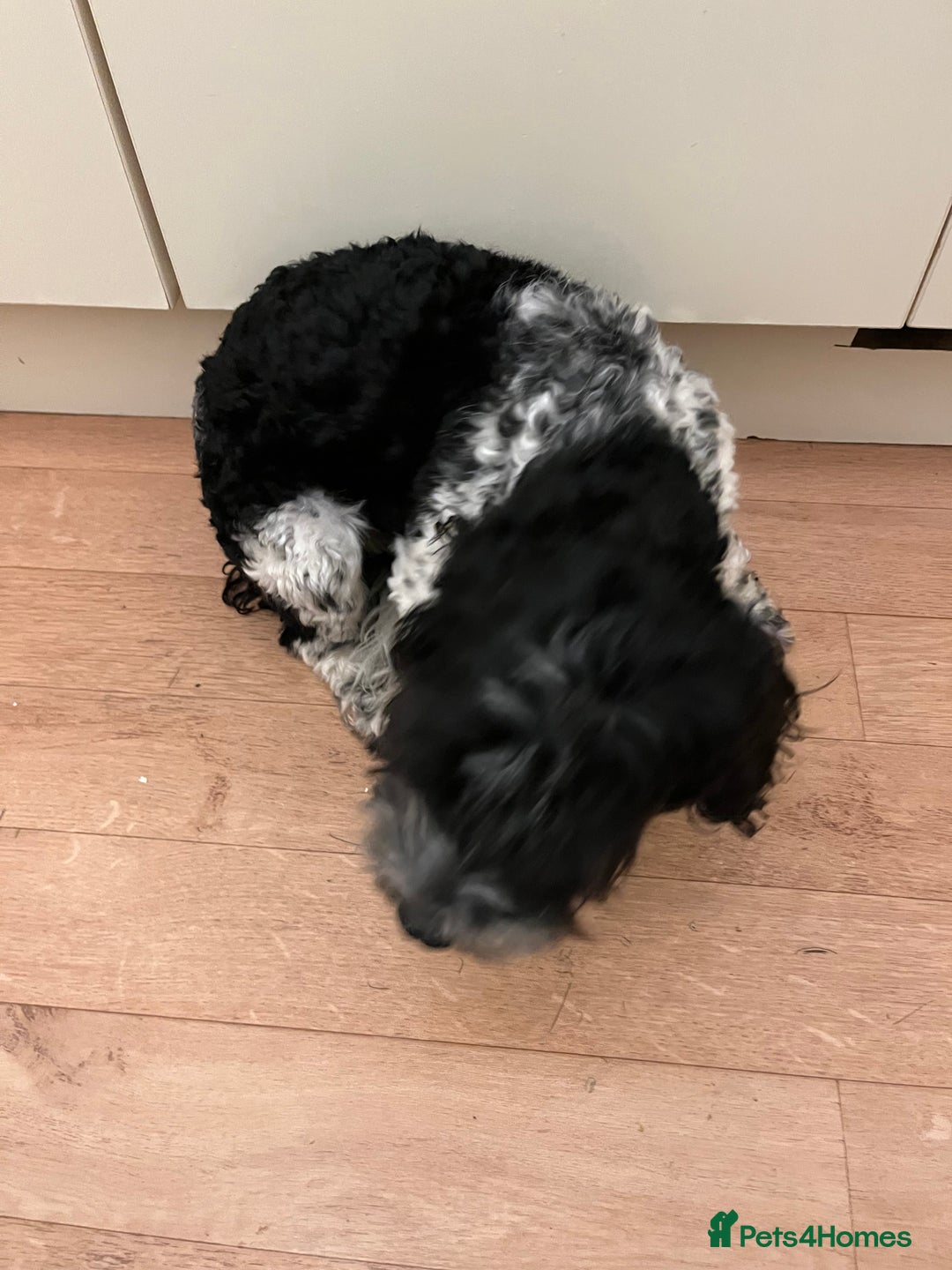 Cockapoo dogs for sale: 2year old cockerpoo boy - Advert 9