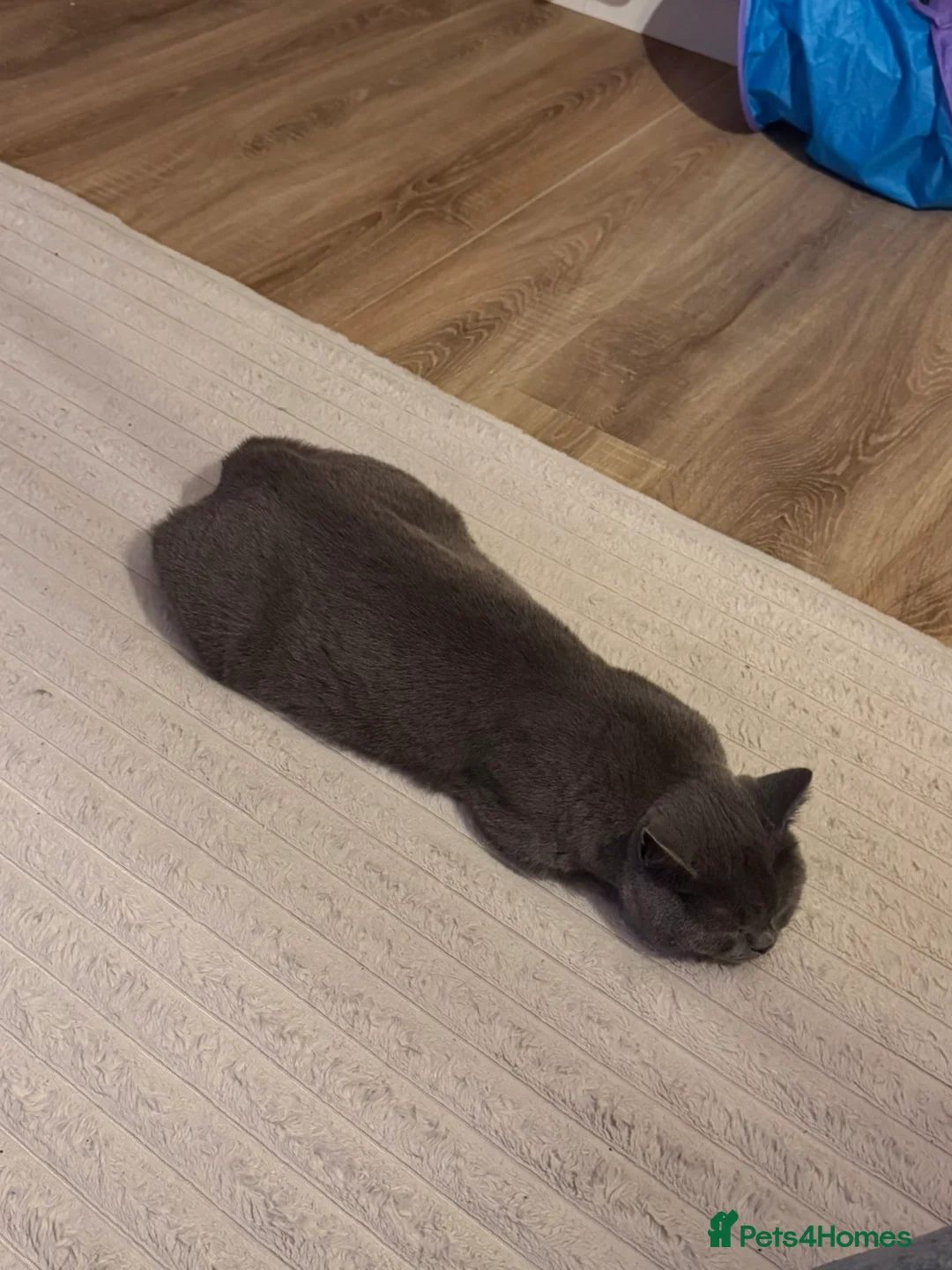 British Shorthair cats for sale: 11 month old British Blue for Sale - Advert 4