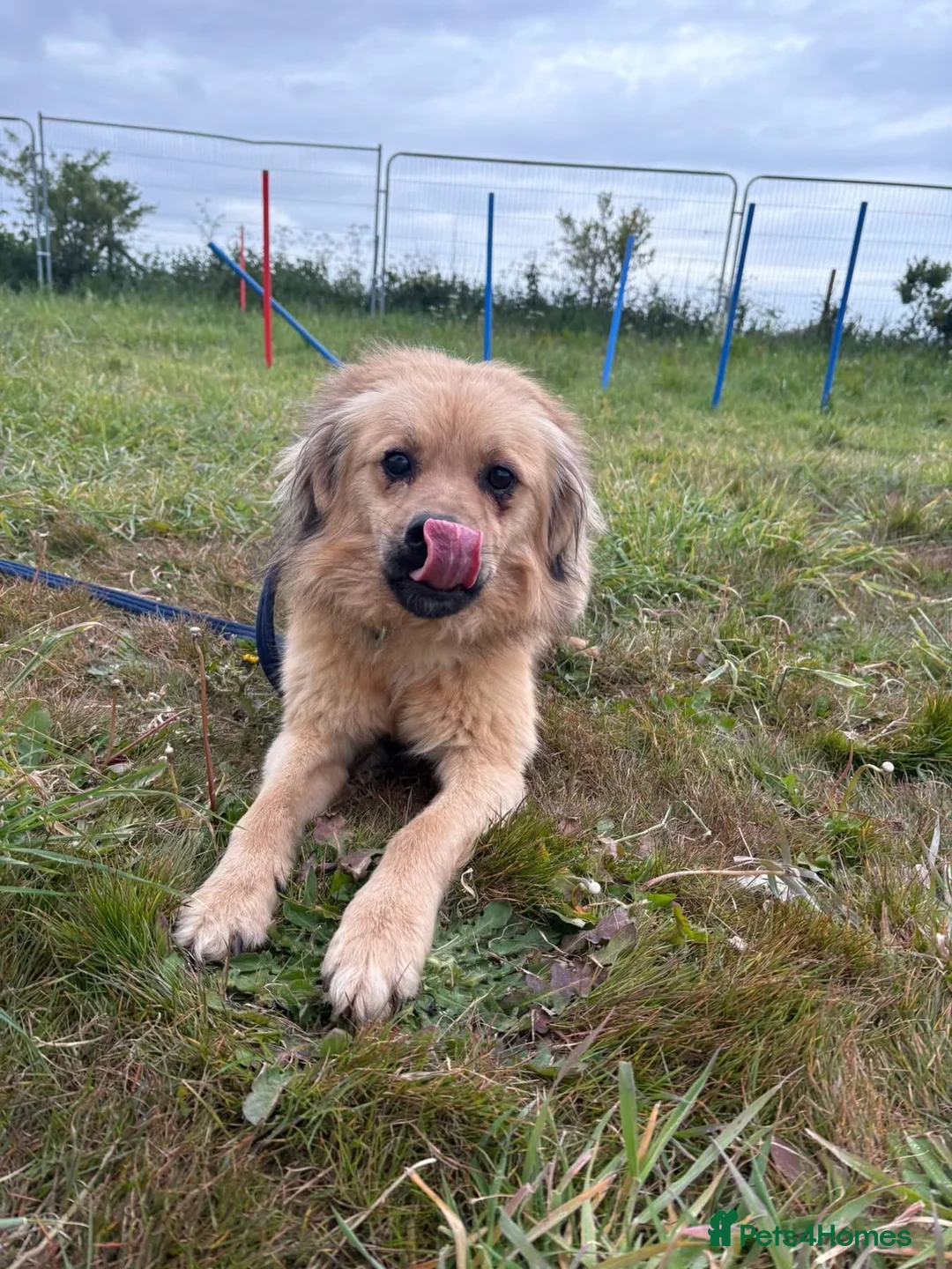 Mixed Breed dogs for adoption: Lol - Norwich Norfolk  - Advert 24