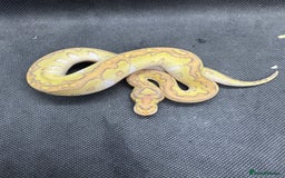 Python Snake reptiles for sale: Royal pythons from £30  - Image 10