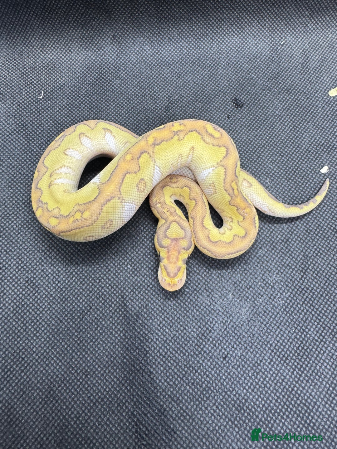 Python Snake reptiles for sale: Royal pythons from £30  - Image 10