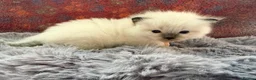 Ragdoll cats for sale: 2 Chunky Fluffy Purebred Ragdolls - Advert 5