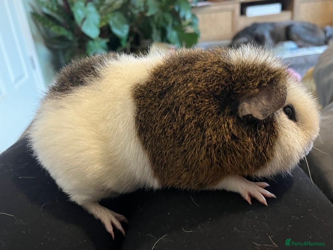 Guinea Pig rodents for sale: Teddy boar - Advert 3
