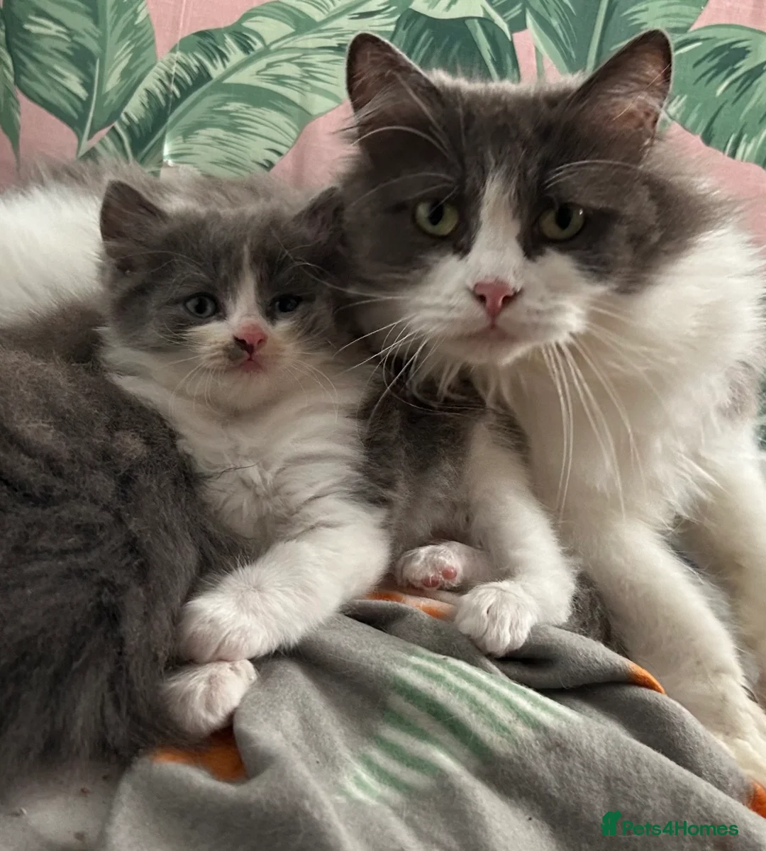 Siberian cats for sale: Blue/cream Silver Tortie Siberian Kitten - Advert 11